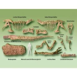 KOSMOS T-Rex 3D, Experimentierkasten -Spielzeugwelt Verkauf KOSMOS T Rex 3D Experimentierkasten@@1877992 2