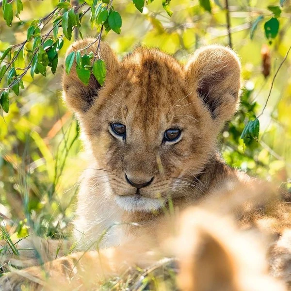 Ravensburger Kinderpuzzle Panda, Tiger Und Löwe 2 Ravensburger Kinderpuzzle Panda, Tiger Und Löwe – Bild 2