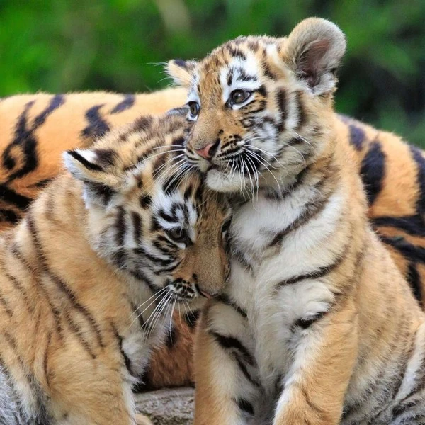 Ravensburger Kinderpuzzle Panda, Tiger Und Löwe 4 Ravensburger Kinderpuzzle Panda, Tiger Und Löwe – Bild 4